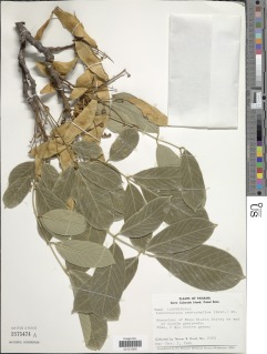 Lonchocarpus pentaphyllus image