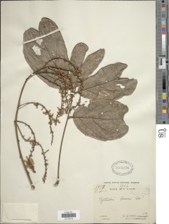 Leptoderris congolensis image