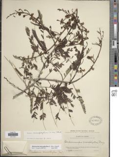 Machaerium microphyllum image