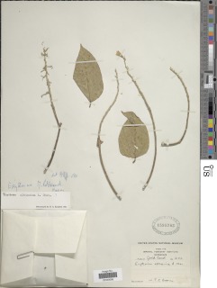 Erythrina mildbraedii image