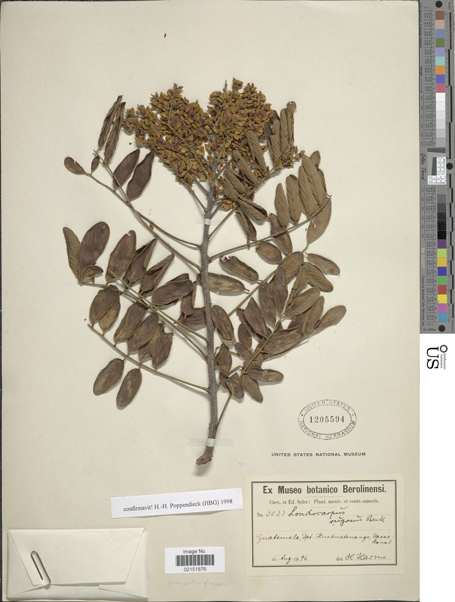 Lonchocarpus image