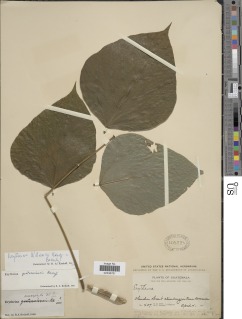Erythrina williamsii image
