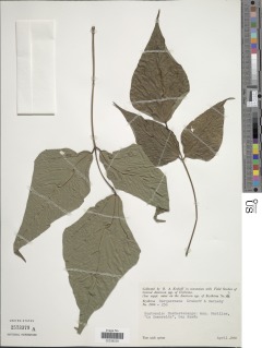 Erythrina barqueroana image