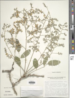 Philenoptera laxiflora image