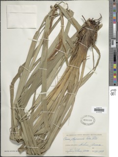 Carex bequaertii image