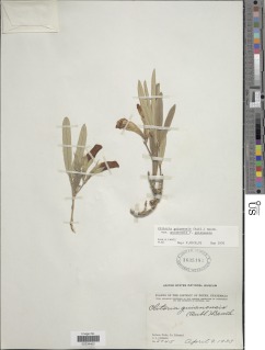 Clitoria guianensis image
