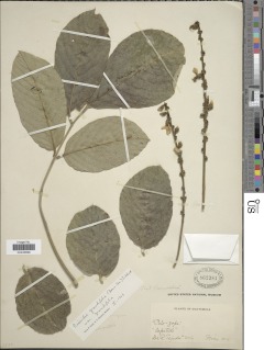 Piscidia grandifolia var. grandifolia image