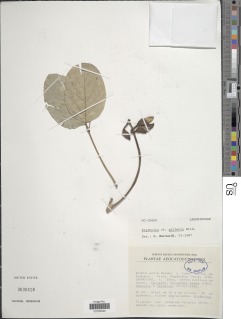 Erythrina tholloniana image