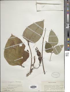 Erythrina chiriquensis image