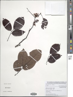 Dalbergia heudelotii image