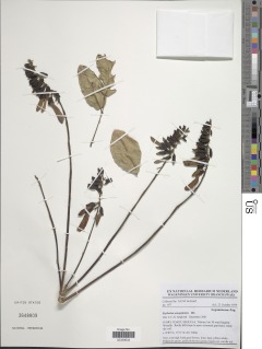 Image of Erythrina senegalensis