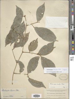Lonchocarpus lineatus image