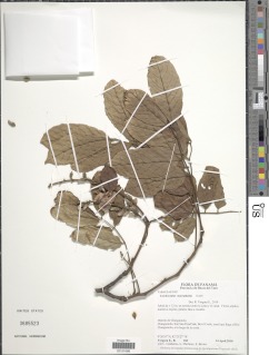 Lonchocarpus macrophyllus image