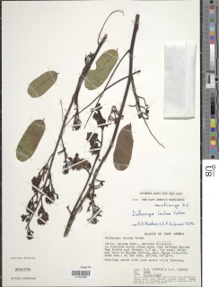 Dalbergia lactea image