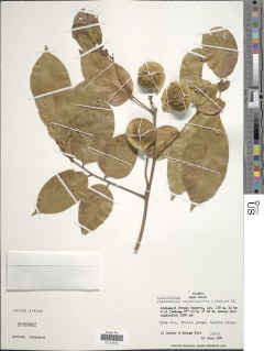 Image of Pterocarpus santalinoides