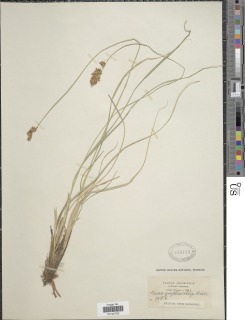 Carex erythrorrhiza image