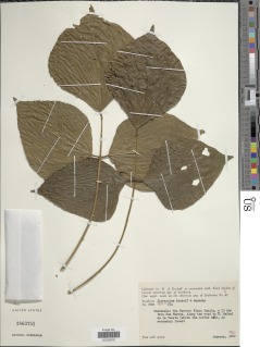 Erythrina florenciae image