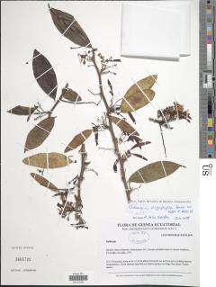 Dalbergia oligophylla image