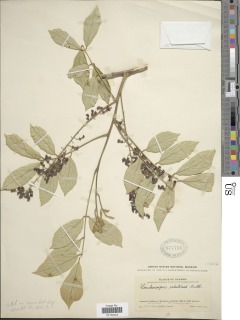 Lonchocarpus velutinus image