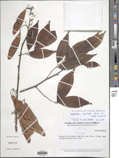 Dalbergia oligophylla image