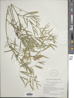 Lathyrus lanszwertii var. tracyi image