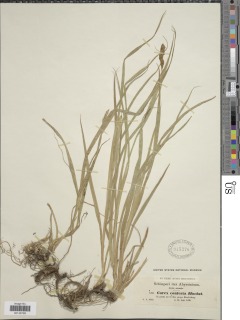 Carex conferta image