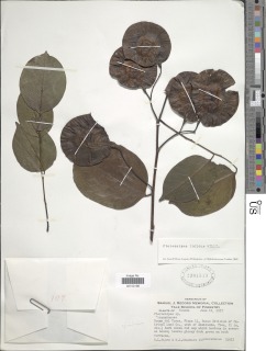 Image of Pterocarpus indicus