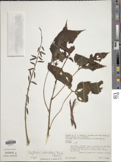 Erythrina salviiflora image