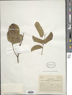 Image of Lonchocarpus sericeus