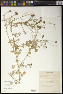 Image of Calotis cuneifolia