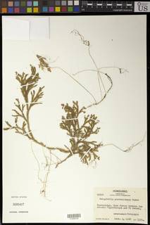 Selaginella guatemalensis image