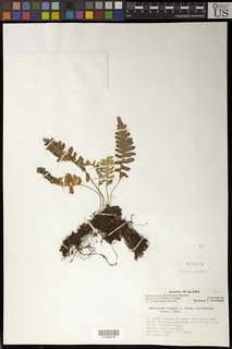 Polypodium sibiricum image