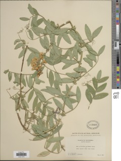 Lathyrus jepsonii image