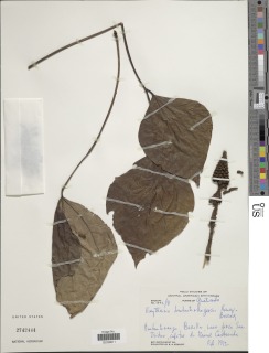 Image of Erythrina huehuetenangensis