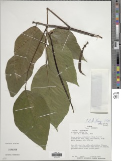 Image of Erythrina edulis