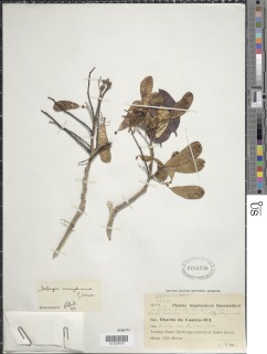 Dalbergia carringtoniana image
