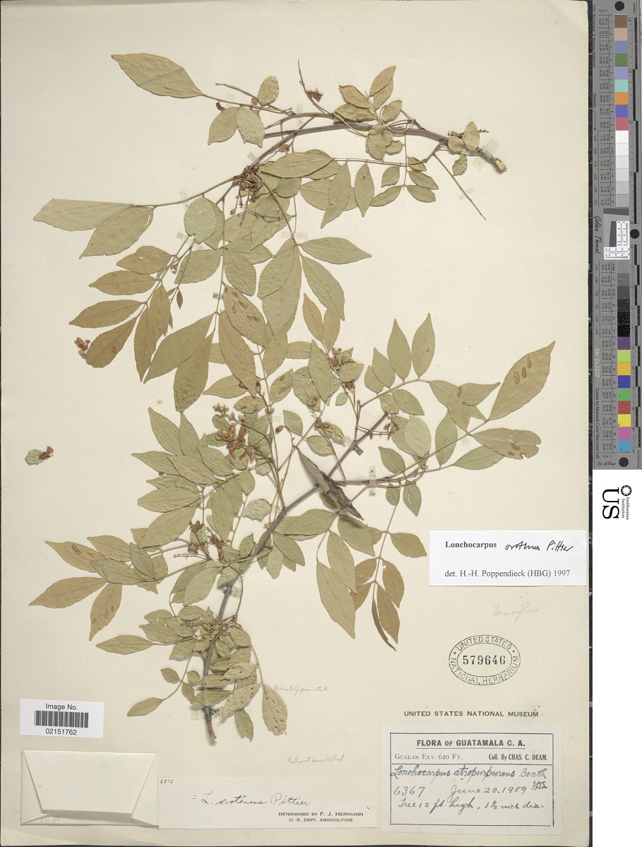 Lonchocarpus orotinus image