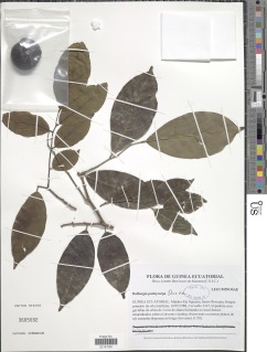 Dalbergia pachycarpa image