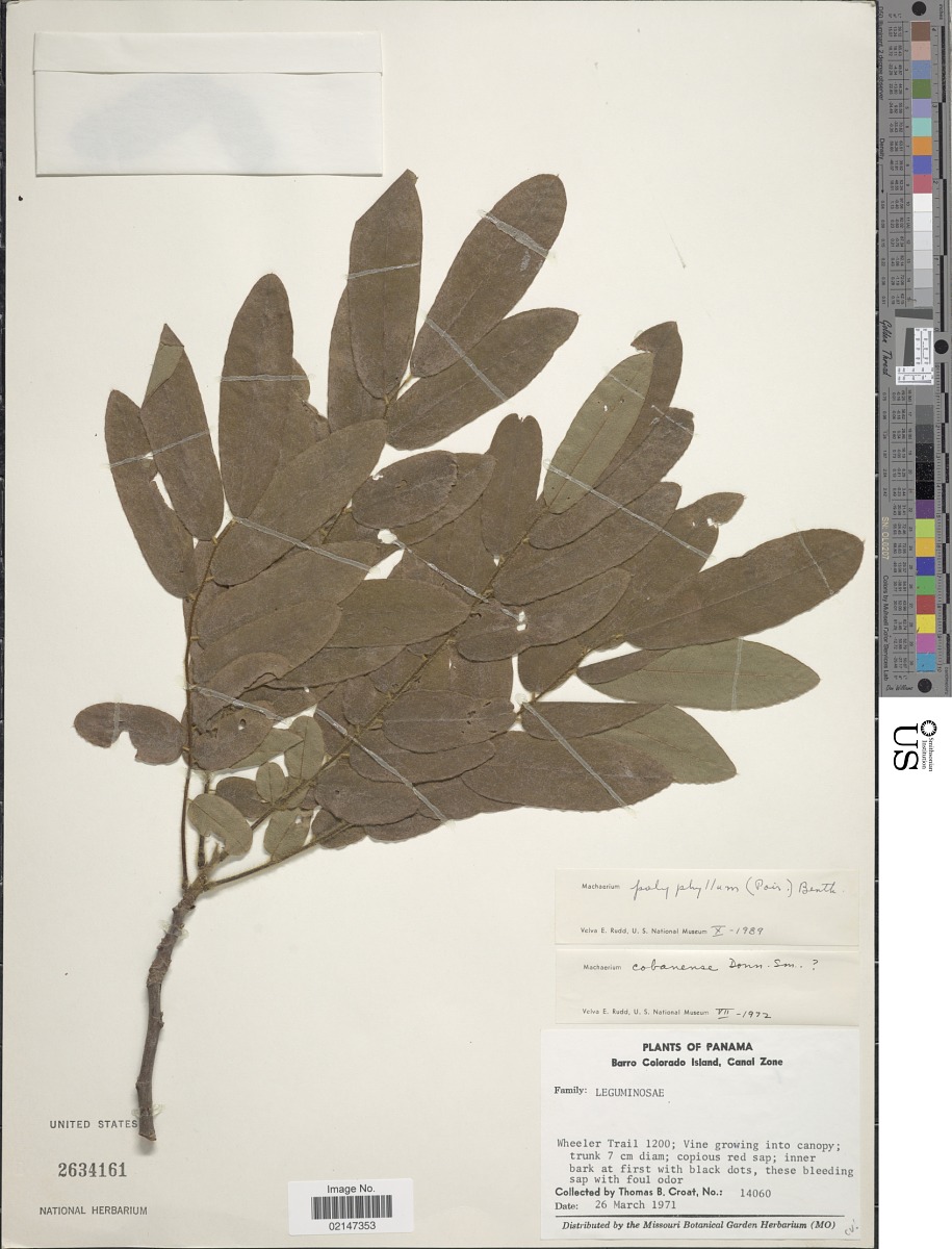 Machaerium polyphyllum image