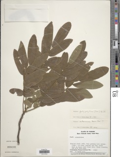 Image of Machaerium polyphyllum