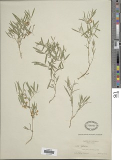 Lathyrus lanszwertii var. aridus image
