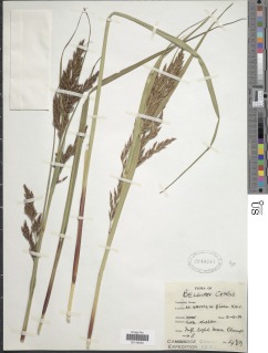 Image of Carex biegensis