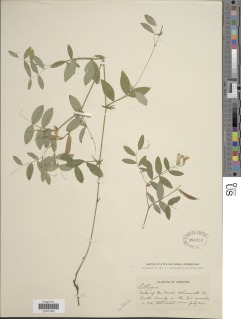 Lathyrus nevadensis var. nevadensis image