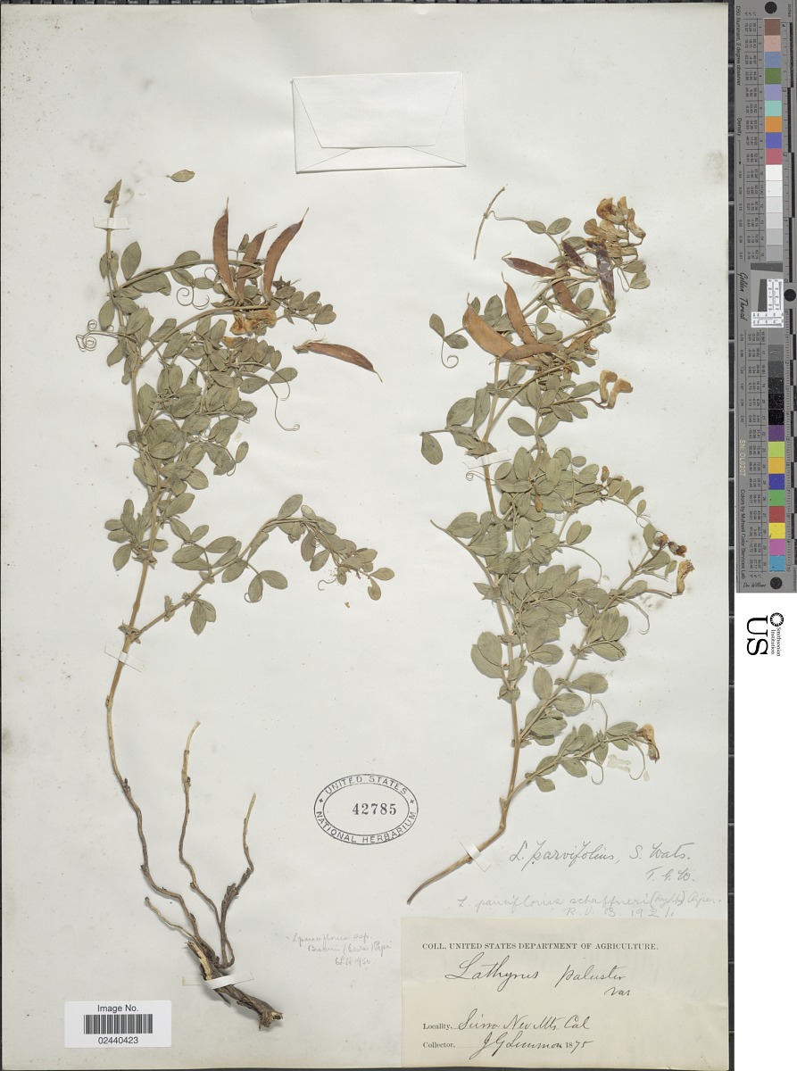 Lathyrus brownii image