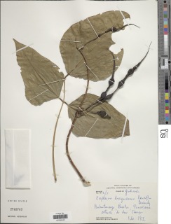 Erythrina barqueroana image