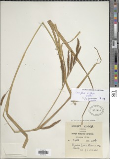 Image of Carex fischeri