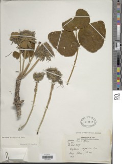 Erythrina abyssinica image