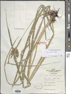Image of Carex cognata