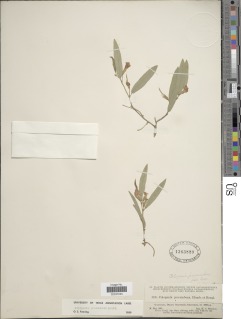Image of Cologania procumbens