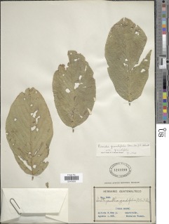 Piscidia grandifolia image